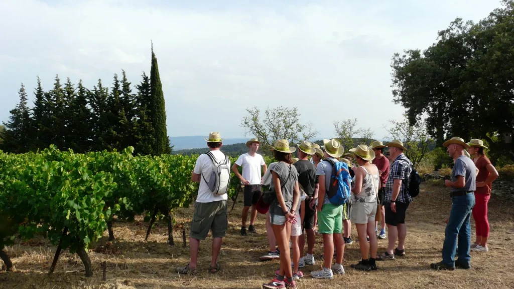 balade dans les vignes