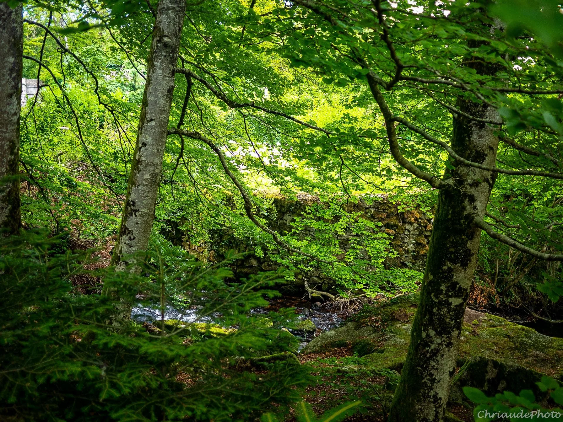 Direction la Montagne Noire, Cabrespine, Lastours…Saissac