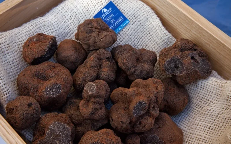 Marchés au truffes dans l’Aude