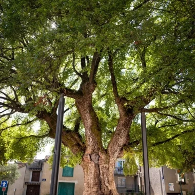 Ormeau de Sully, arbre remarquable à Villesèquelande, Aude