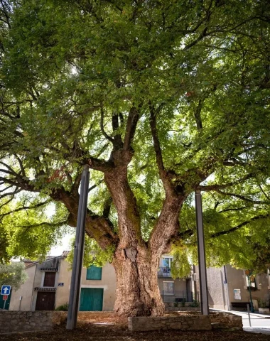 Ormeau de Sully, arbre remarquable à Villesèquelande, Aude