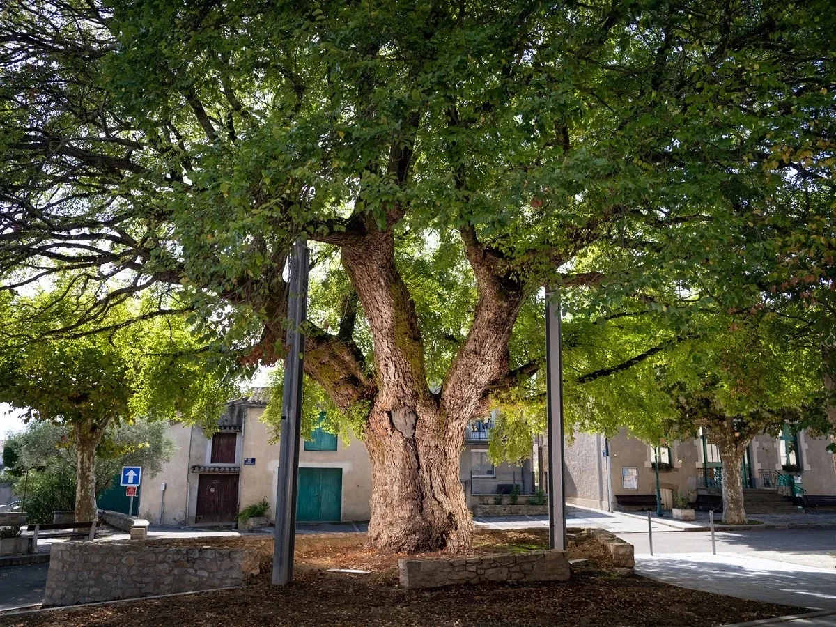 Ormeau de Sully, arbre remarquable à Villesèquelande, Aude