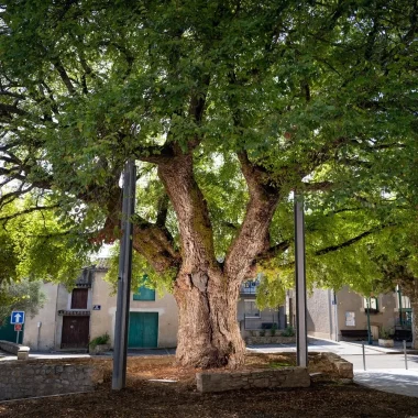 Ormeau de Sully, arbre remarquable à Villesèquelande, Aude