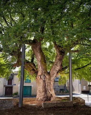 Ormeau de Sully, arbre remarquable à Villesèquelande, Aude