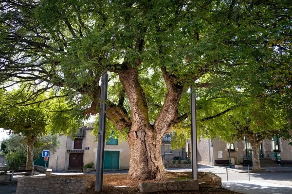 Ormeau de Sully, arbre remarquable à Villesèquelande, Aude