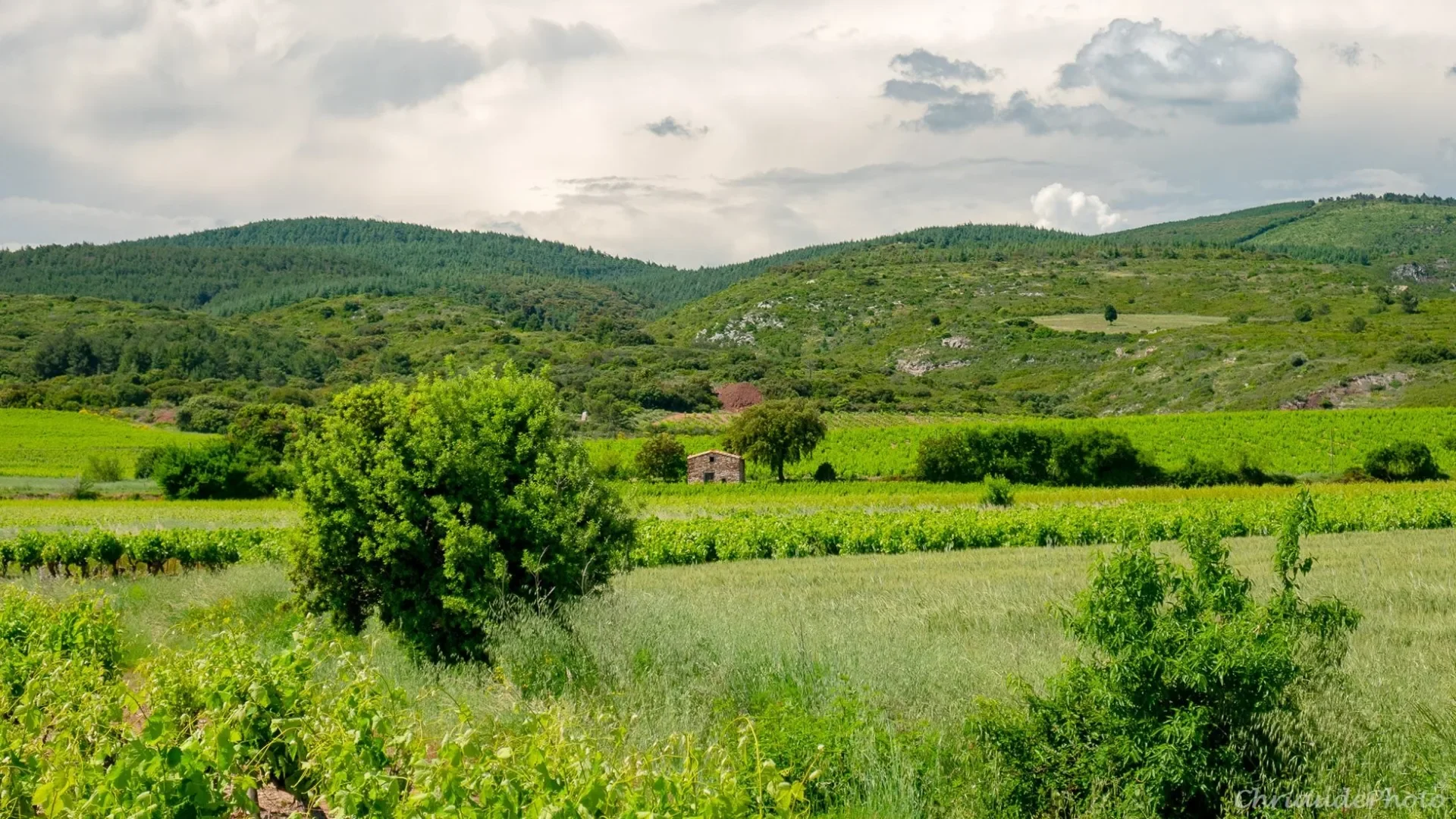 Paysages de vignes, vignoble Minervois , Aude