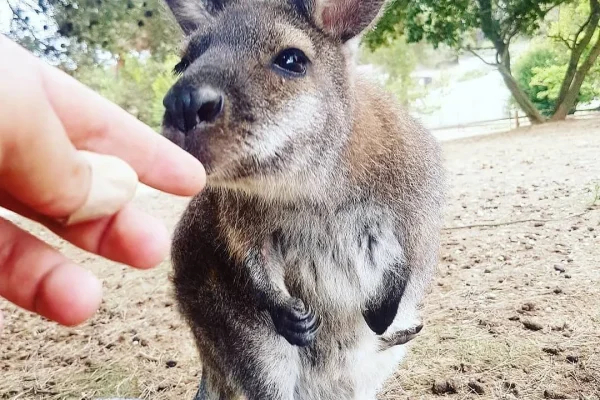 wallaby au parc australien