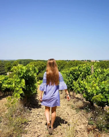 vignes aude occitanie