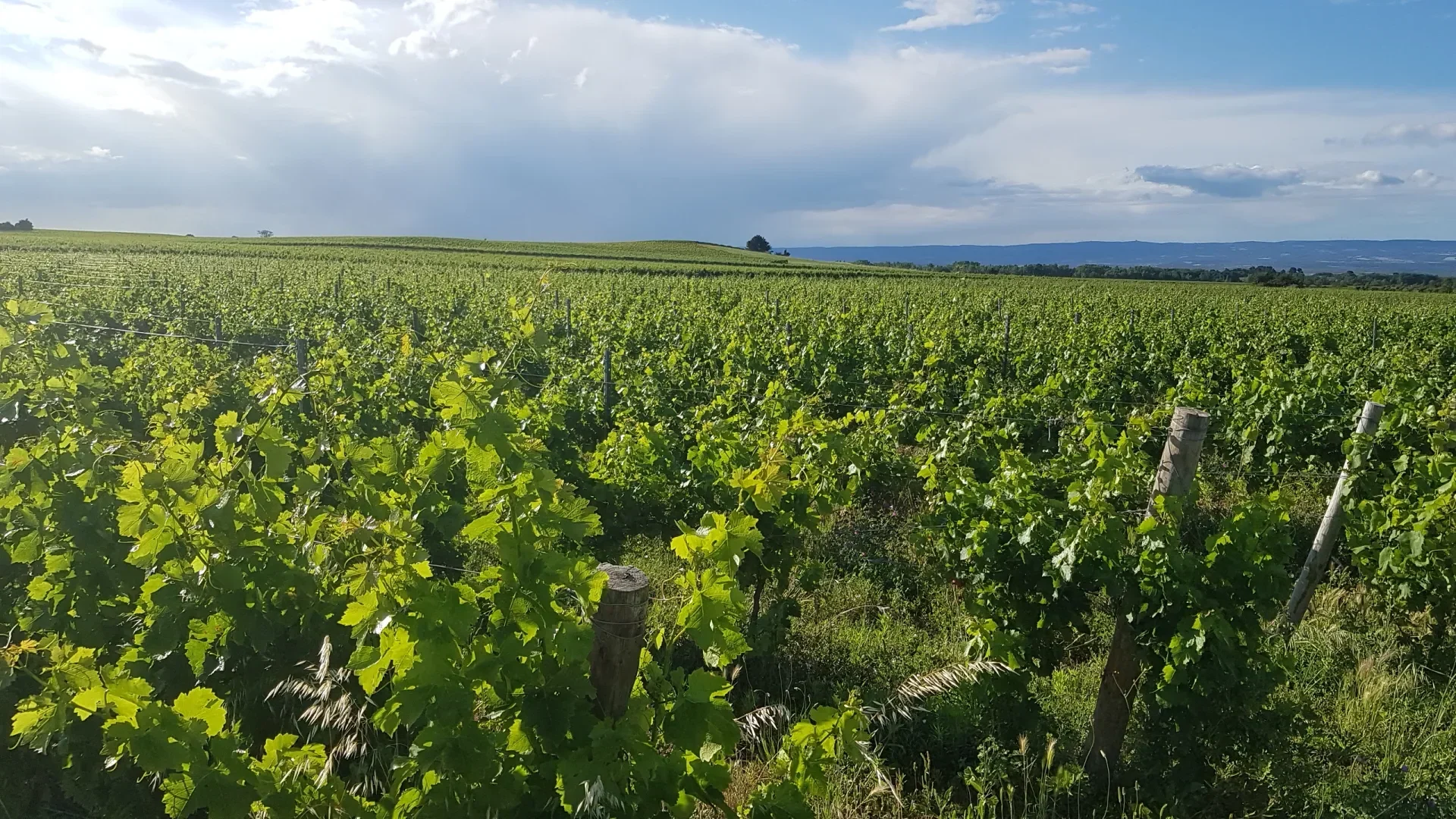 paysage-vignes-malepere