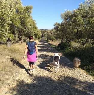 randonnées autour de carcassonne , villarzel cabardes, chiens