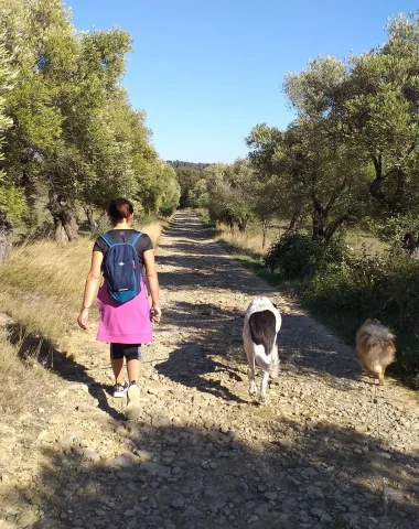 randonnées autour de carcassonne , villarzel cabardes, chiens