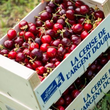 La fête de la cerise