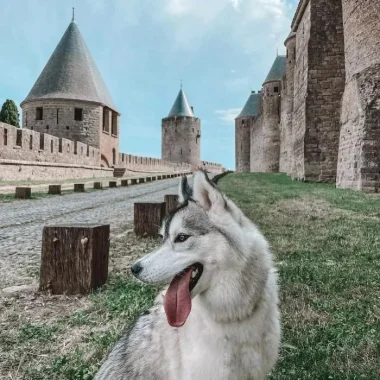 chien-cité-carcassonne-dog-perro