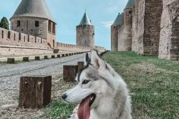 chien-cité-carcassonne-dog-perro
