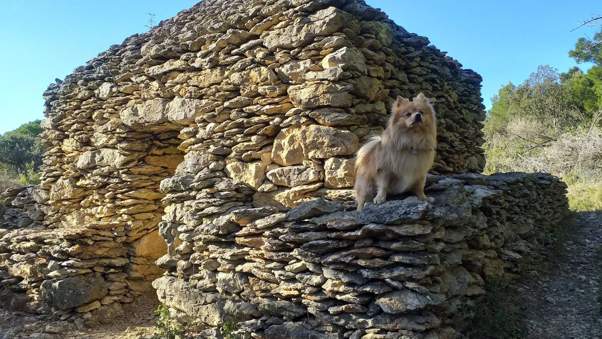 chien-emmene-aude-carcassonne-dog-perro