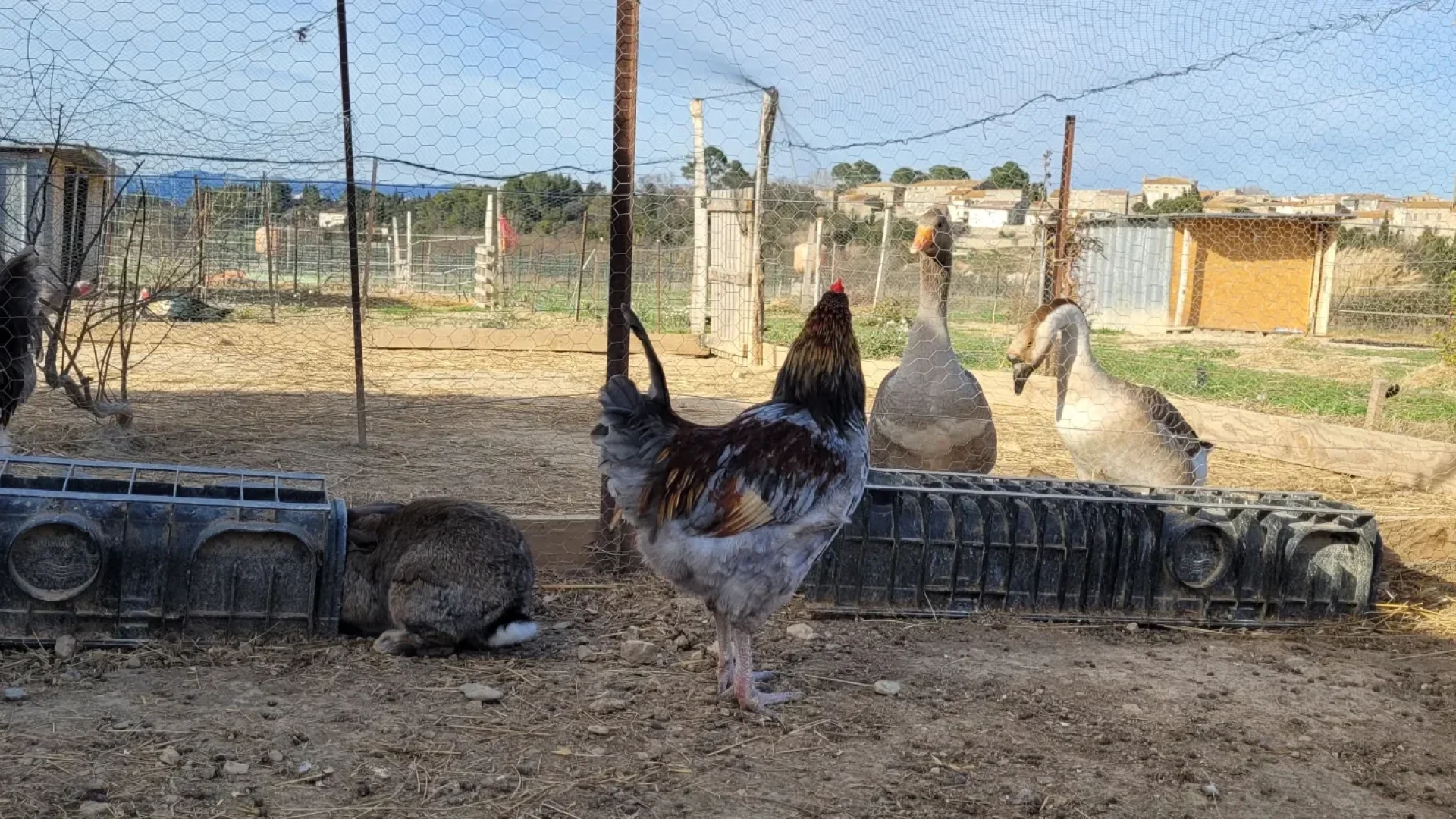 cocotte - tonton-ferme-animaux-enfants